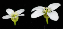Cardamine verna. Flowers from different plants with a short (left) and long (right) gynoecium at anthesis.
 Image: P.B. Heenan © Landcare Research 2019 CC BY 3.0 NZ